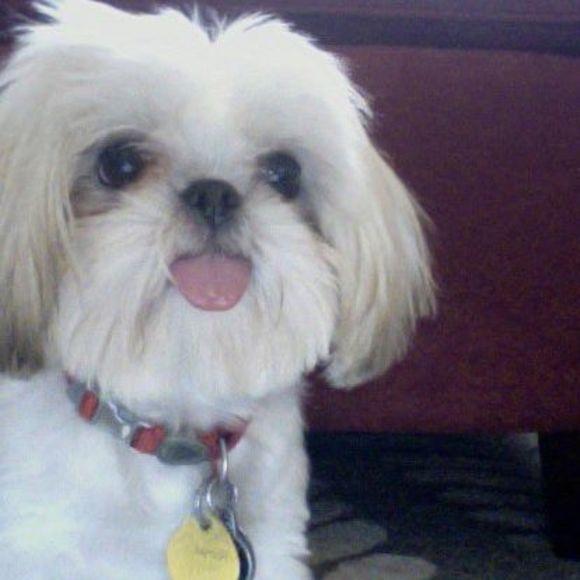 Meet your Posher, Billy - Picture 1 of 1