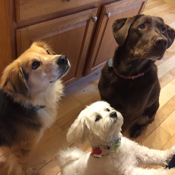 Meet your Posher, Sally - Picture 2 of 3