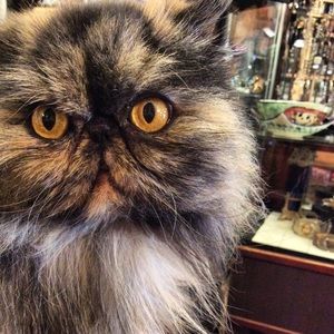 Meet your Posher, Jacque