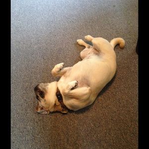 Meet your Posher, Frank