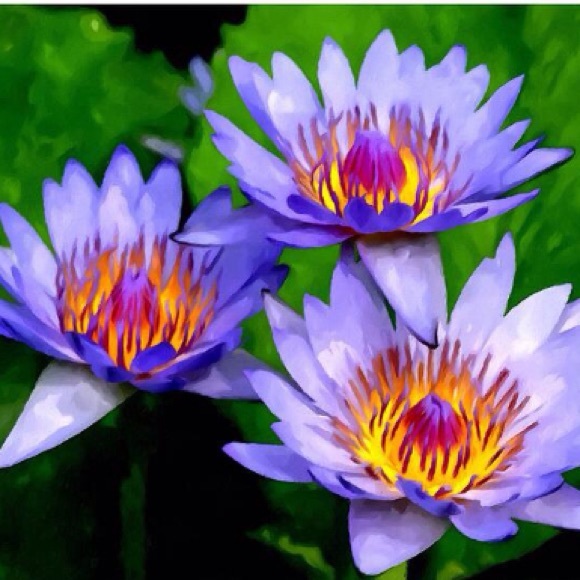 Meet your fellow Posher - Picture 3 of 4