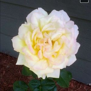 Meet your Posher, Kellie