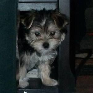 Meet your Posher, Connie