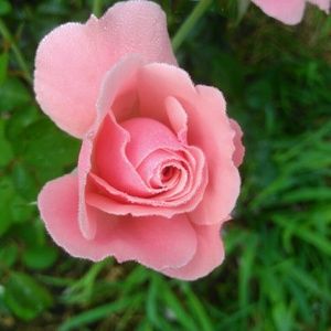 Meet your Posher, Lori