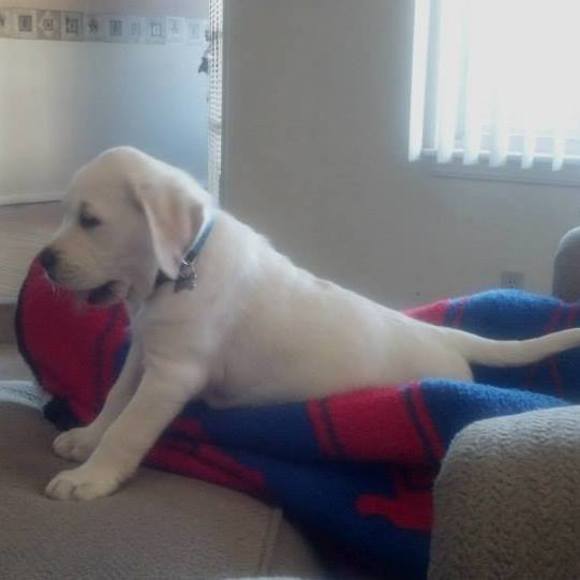 Meet your Posher, Desiree - Picture 1 of 1