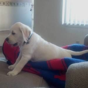 Meet your Posher, Desiree