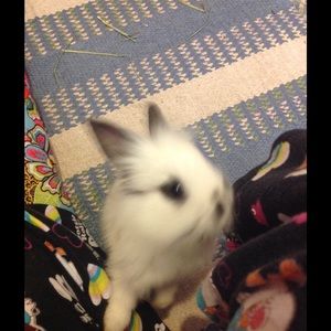 Meet your Posher, Misty