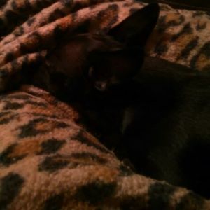 Meet your Posher, Levitt