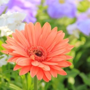 Meet your Posher, Kaylee