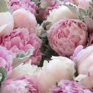 Meet your Posher, Elia