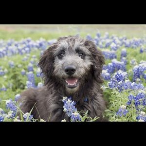 Meet your Posher, Morgan