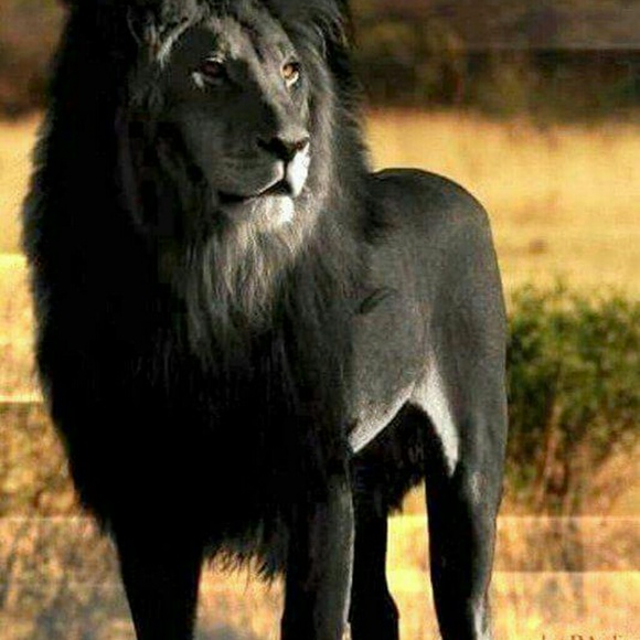 Meet your Posher, Jeannette