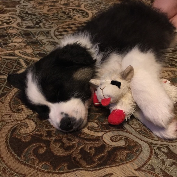 Meet your Posher, Susie - Picture 4 of 9