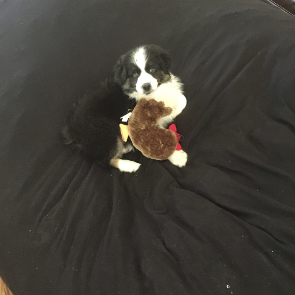 Meet your Posher, Susie - Picture 6 of 9