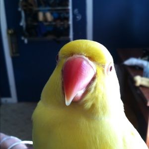 Meet your Posher, Lisa