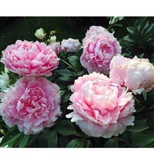 Meet your Posher, Mary jo