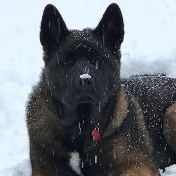 Meet your Posher Gypsum Pearle - Picture 4 of 10