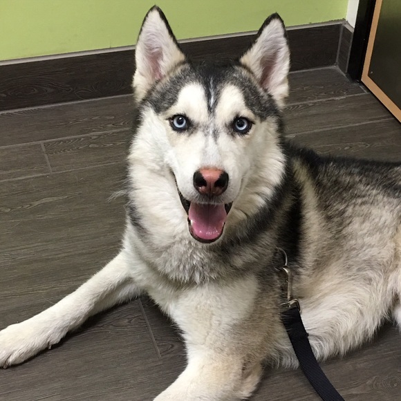 Meet your Posher, Ruby - Picture 4 of 4