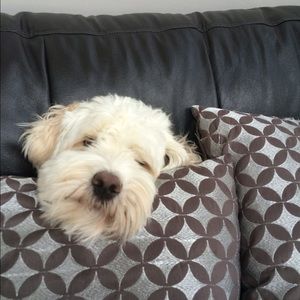 Meet your Posher, Livi