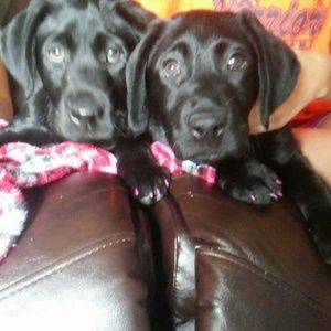 Meet your Posher, Pennie