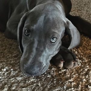 Meet your Posher, Joe