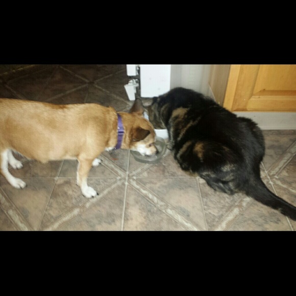 Meet your Posher, Lauren - Picture 4 of 4