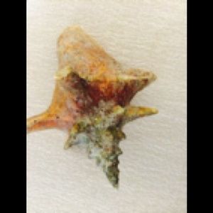 Meet your Posher, Michele