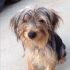 Meet your Posher, Irma