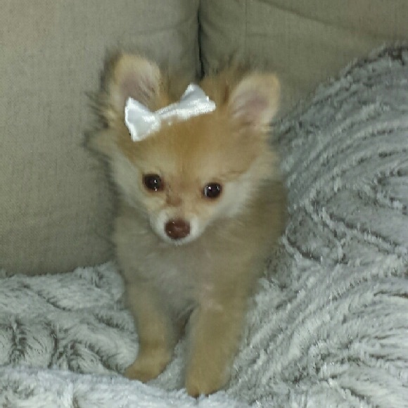 Meet your Posher, Kate - Picture 2 of 4