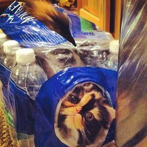 Meet your Posher, Ann