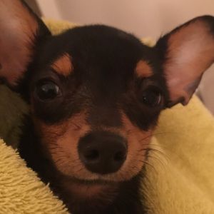 Meet your Posher, Ali