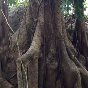 Meet your Posher, Cherie