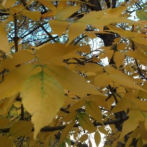 Meet your Posher, Cayla