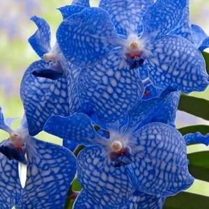 Meet your Posher, Marilyn