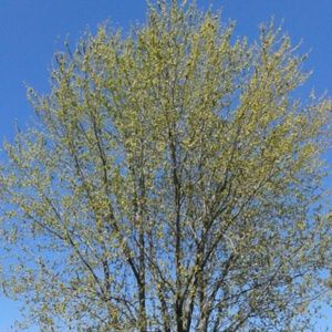 Meet your Posher, Brande