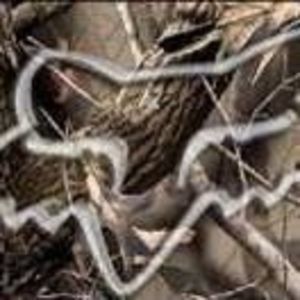 Meet your Posher, Devin