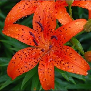 Meet your Posher, Natasha