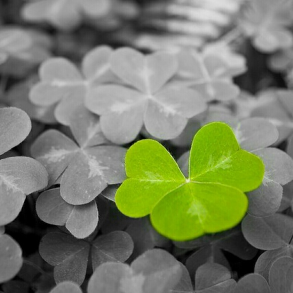 Meet your Posher, Raeann - Picture 1 of 1