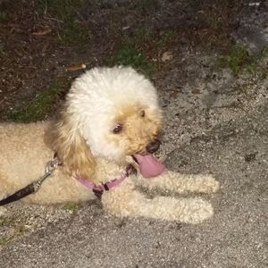 Meet your Posher, Alicia