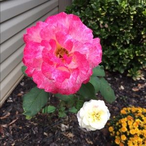 Meet your Posher, Marissa