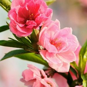 Meet your Posher, Frances