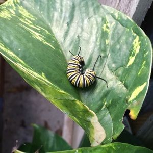 Meet your Posher, Zach