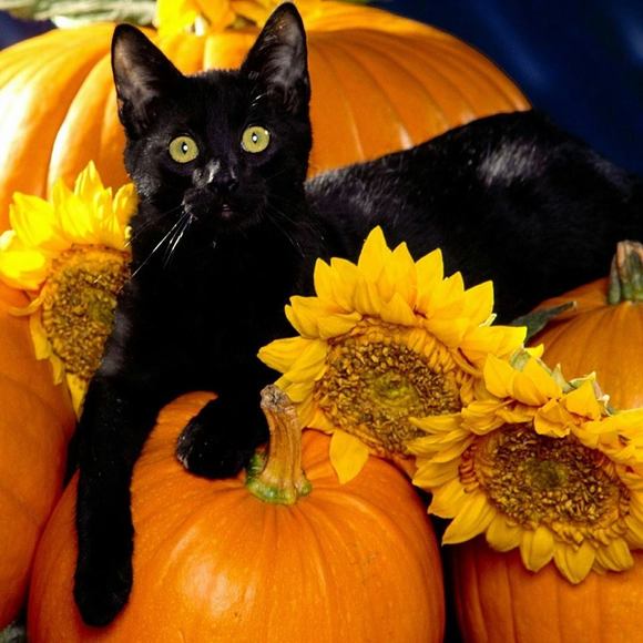 Meet your Posher, Sandi - Picture 1 of 1