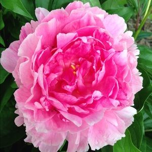 Meet your Posher, Hilary