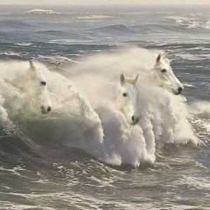 Meet your Posher, Carole