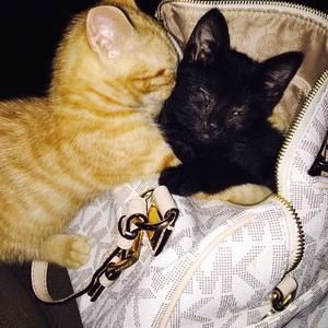 Meet your Posher, Jenn