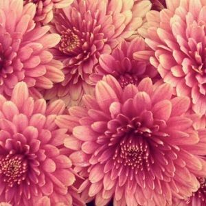 Meet your Posher, Kylie