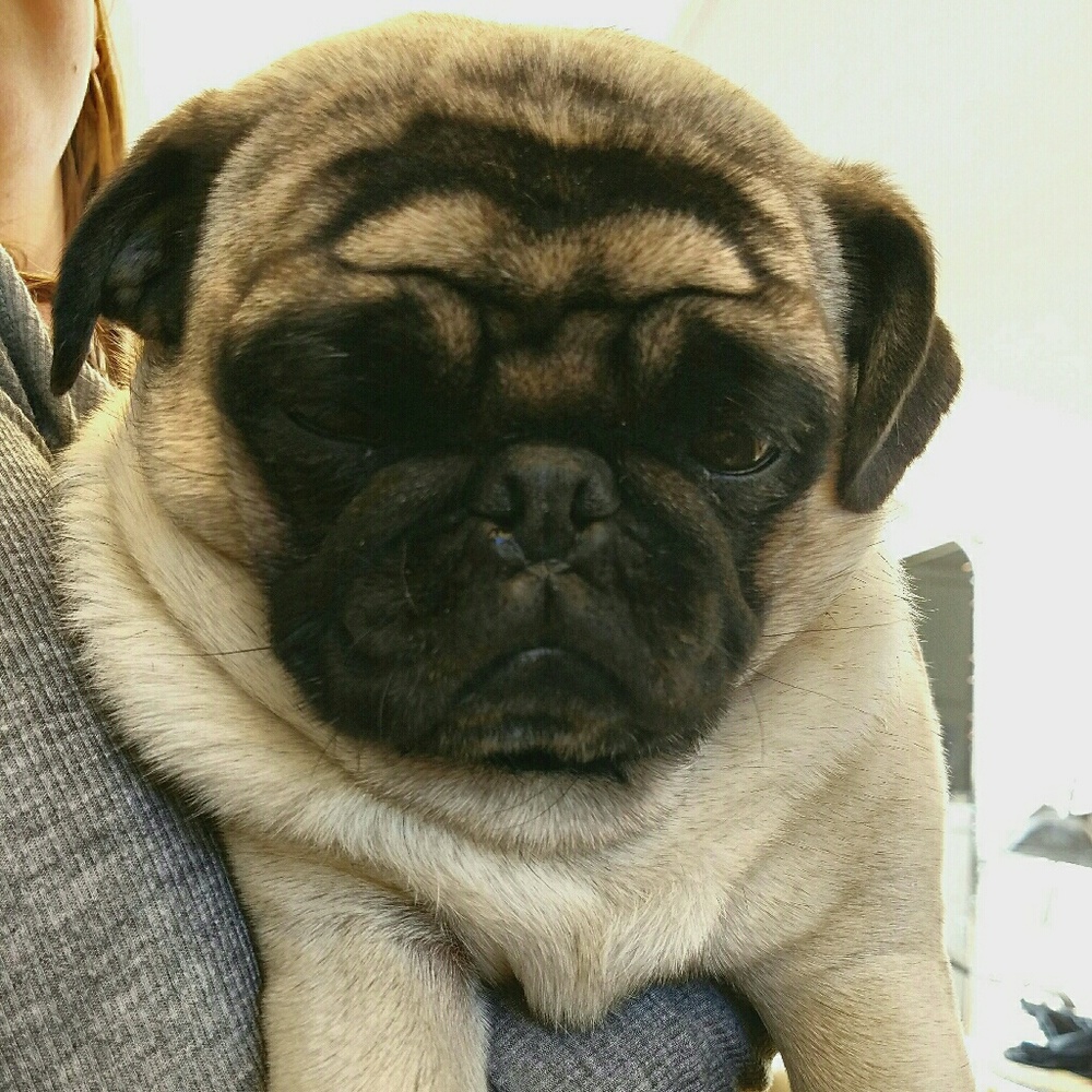 Jinxie is my nickname!  🐾LOLA🐾 is the Pug