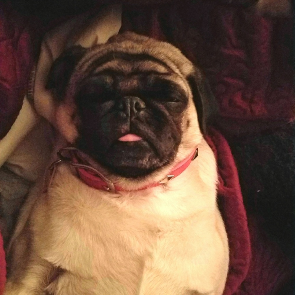 Jinxie is my nickname!  🐾LOLA🐾 is the Pug - Picture 2 of 6