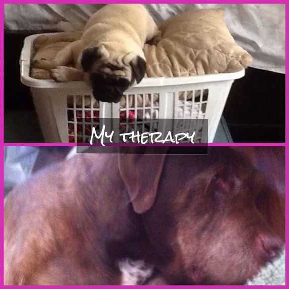 Jinxie is my nickname!  🐾LOLA🐾 is the Pug - Picture 5 of 6